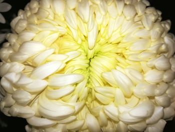 Close-up of yellow flowers