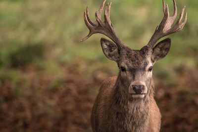 Close-up portrait of deer