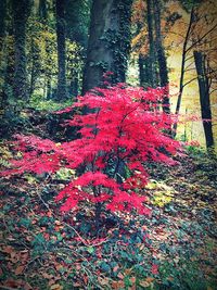 Red flowers in park