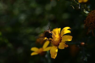 Close-up of bee on yellow flower