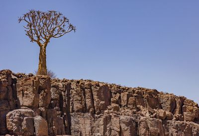 Quiver tree at the aussenkehr national reserve, a park in southern namibia