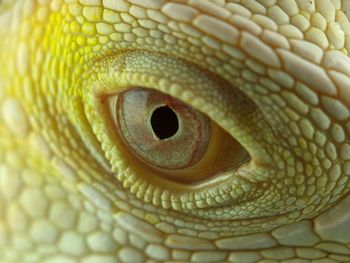 Close-up of a lizard