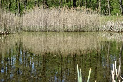 Scenic view of lake in forest