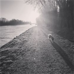 View of a dog on landscape