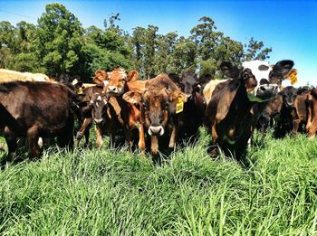 Cows on field against sky