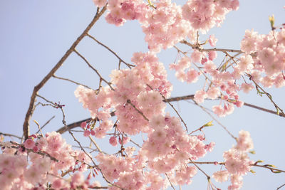 Mt. yoshino cherry blossoms