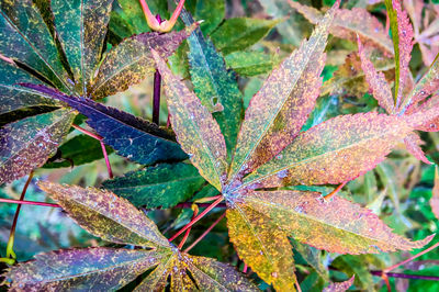 Close-up of plant growing outdoors