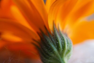 Close-up of orange flower blooming outdoors