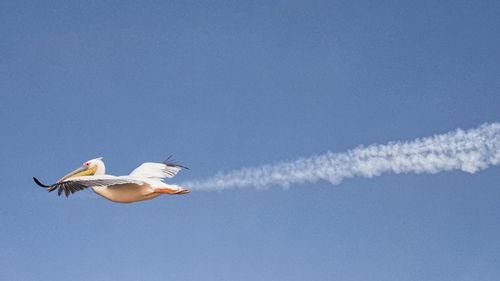 Low angle view of seagull flying against blue sky