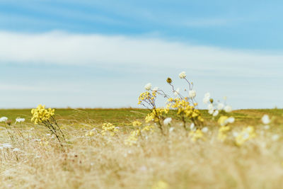 Flowers growing in field