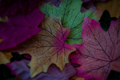 Close-up of maple leaves