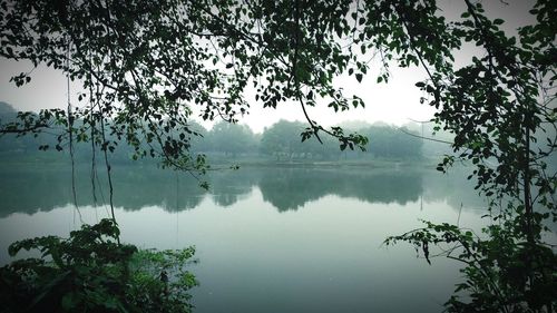 Reflection of trees in lake