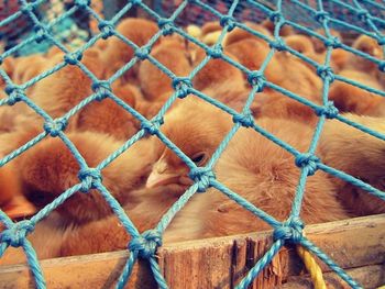 Close-up of chainlink fence