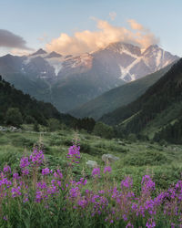 View of purple flowering plants against cloudy sky