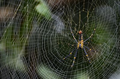 Close-up of spider on web