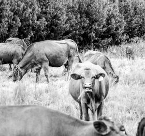 Horses in a field