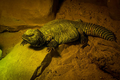 Close-up of lizard on rock