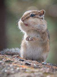 animal