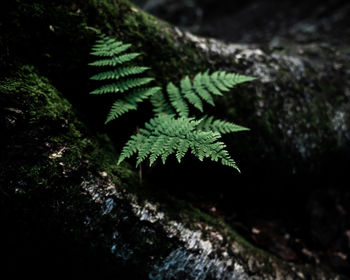 Close-up of fern leaves on rock
