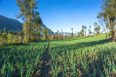 Scenic view of agricultural field against clear blue sky