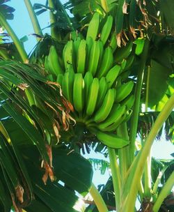 Low angle view of banana tree