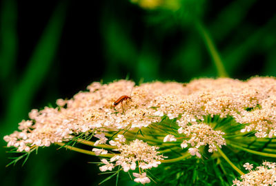 Close-up of insect on flowers