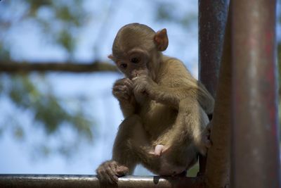 Monkey sitting outdoors