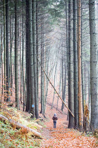 Rear view of man standing in forest