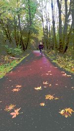 People walking in forest
