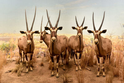 Donkey standing on field