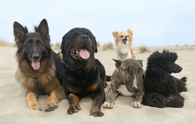 Dogs resting at beach