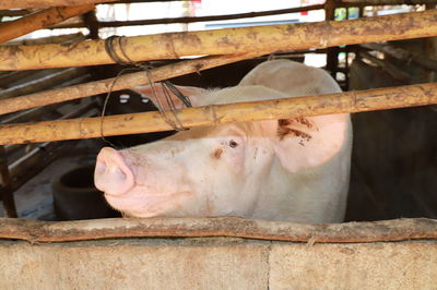 Close up of a pig is growing in a thai organic farm, raising pork in organic farm.