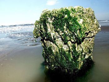 Close-up of plant against sea