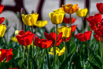 Close-up of red tulips in field