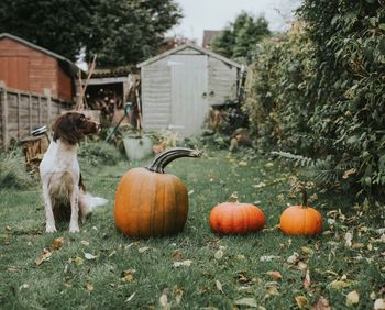 Dog sitting by pumpkins on field