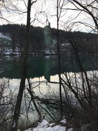 Bare trees by lake in forest during winter