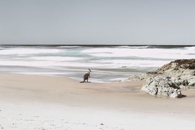 Kangaroo on sea shore at beach against sky