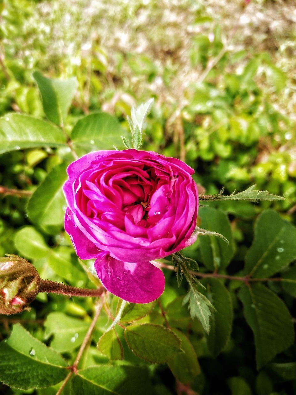 CLOSE-UP OF PINK ROSE IN PURPLE FLOWER