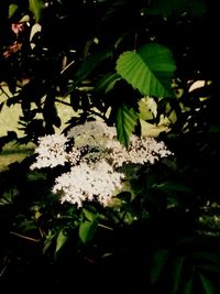 Close-up of white flowers blooming outdoors