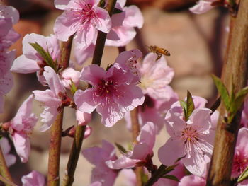 Close-up of pink flowers