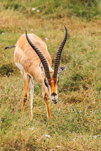 Side view of impala antelope on field