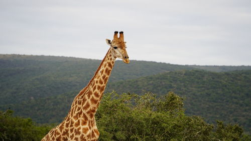 giraffe