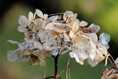 Close-up of white flowering plant