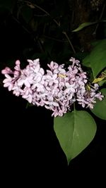 Close-up of pink flowers against black background