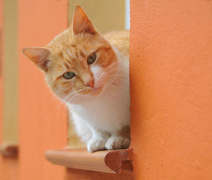 Close-up portrait of a cat