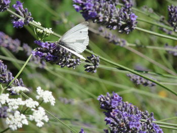 Close-up of butterfly on purple flowering plant