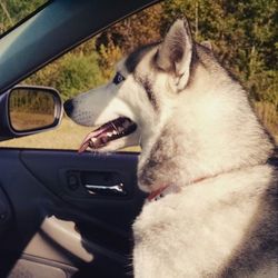 Close-up of dog on road