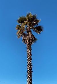 palm tree