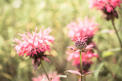 Close-up of pink flowering plant in park