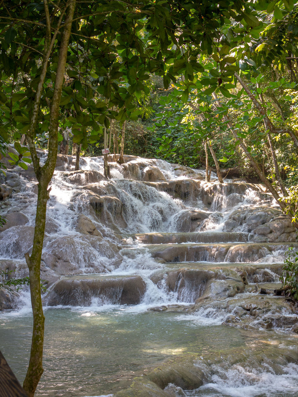 SCENIC VIEW OF RIVER STREAM IN FOREST